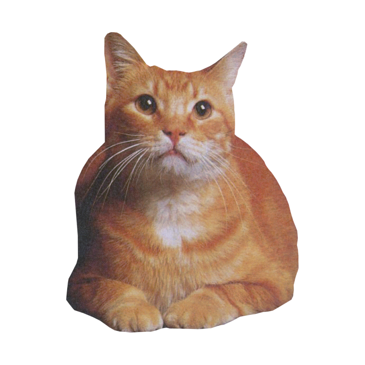 Cat.
